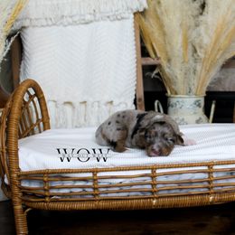 Girl 3 - Miniature Australian Shepherd puppy in Oshoto, Wyoming from Way Out West Toy & Mini Aussies