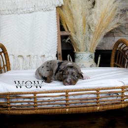 Girl 3 - Miniature Australian Shepherd puppy in Oshoto, Wyoming from Way Out West Toy & Mini Aussies