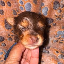 Rolo - Chocolate, tan and white male Yorkshire Terrier puppy in Flowood, Mississippi from Prissy PawPals