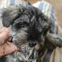 Pink Collar - Salt and pepper female Miniature Schnauzer puppy in Blountville, Tennessee from Maxwell House Schnauzers