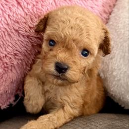 Pooh Bear - Apricot male Goldendoodle puppy in Pensacola, Florida from Goldendoodles Love You in Pensacola Friend Edition