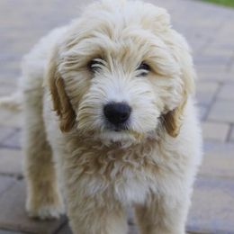 Cavapoos and Goldendoodles from Ivytheminidoodle