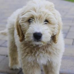 Cavapoos and Goldendoodles from Ivytheminidoodle