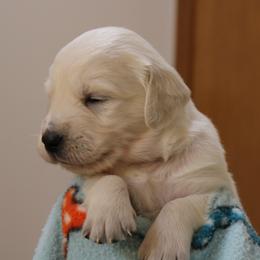 Boy 3 - Light golden male Golden Retriever puppy in Chehalis, Washington from Tradition Golden Retrievers
