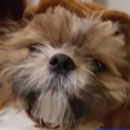Shih Tzus from Trent's Shih Tzu's
