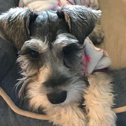Daphne - Miniature Schnauzer