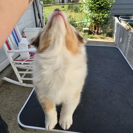 Australian Shepherd Puppies from Starlit Grove Australian Shepherds