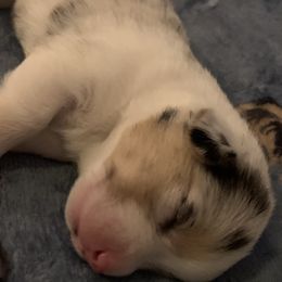 American Corgi Puppies from Mac-Kuz Kennels