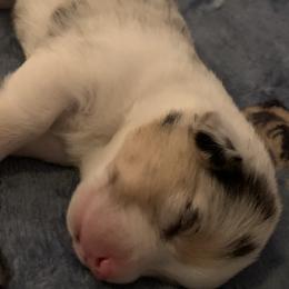 American Corgi Puppies from Mac-Kuz Kennels
