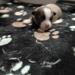 Treat - Blue fawn male Chihuahua puppy in Gray, Louisiana from Chi Chi's Place LLC