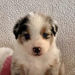 Australian Shepherd Puppies from Bedtime Story Australian Shepherds