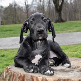 Angel's Envy - Black and white female Great Dane puppy in Chapmansboro, Tennessee from Balthrop Bend Farms
