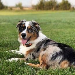 Australian Shepherd Puppies from Diamond Aussies N the Rough