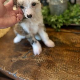 Phoenix - Sable male Chinese Crested puppy in Blue Earth, Minnesota from Ciao Bella Chinese Cresteds