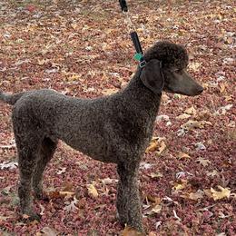 Poodle All Grown Up from Sweet Standards