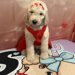 Angel (  MONICA ) - White female Poodle puppy in Mobile, Alabama from Semmy’s Standard Poodle LLC