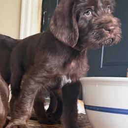 Boy 1 - Liver male Pudelpointer puppy in Sioux Falls, South Dakota from Saddle Creek Kennels