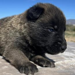 Yellow-3 weeks old - Fawn male Belgian Malinois puppy in Golden Valley, Arizona from Desert Wind Kennels