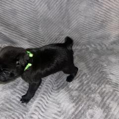 Pug Puppies from Rory’s Curly Tails