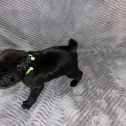 Pug Puppies from Rory’s Curly Tails