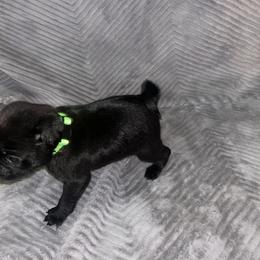 Pug Puppies from Rory’s Curly Tails
