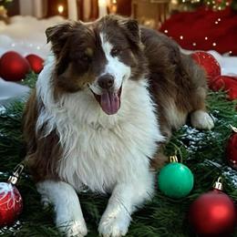 Bear - Australian Shepherd