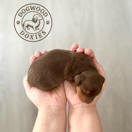 Toast - Chocolate and tan male Dachshund puppy in Monroe, North Carolina from Dogwood Doxies