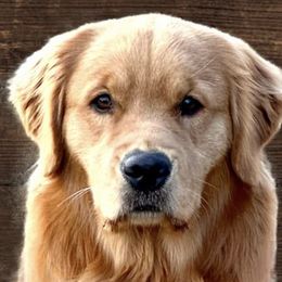 Golden Retrievers from Glen Lake Goldens