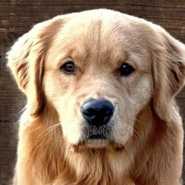 Golden Retrievers from Glen Lake Goldens