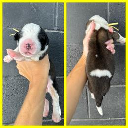 Yellow - Mahogany and white female Saint Bernard puppy in Ladysmith, Wisconsin from Northwoods Saint Bernards
