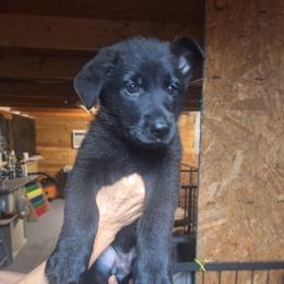 Ivan vom LegendLand - Black male German Shepherd puppy in Hillsborough County, Florida from Vom Legend Land