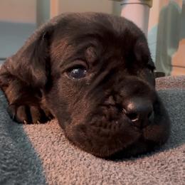 Boy 1 - Black brindle male Cane Corso puppy in Marinette, Wisconsin from Arcana Cane Corso