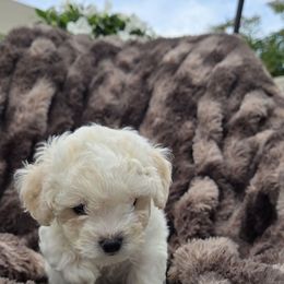 Blue - White male Bichon Frise puppy in Freehold, New Jersey from Michael & Nataliya's Pups