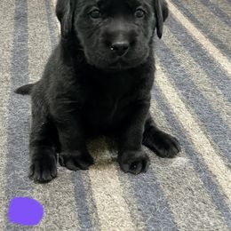 Labrador Retriever Puppies from Mystic River Labradors