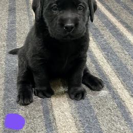Labrador Retriever Puppies from Mystic River Labradors