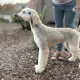Afghan Hound Puppies from Gold Phoenix Afghans