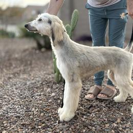 Afghan Hound Puppies from Gold Phoenix Afghans