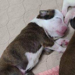 Boxer Puppies from Boxer Blessings Kennel