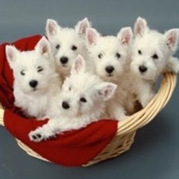 West Highland White Terriers from Ashgate