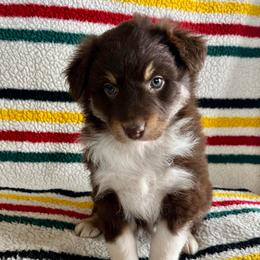 Rosie - Red tri-color female Australian Shepherd puppy in Zwingle, Iowa from Homestead Aussies & Doodles
