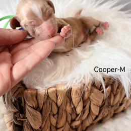 Cooper - Red and white male Cockapoo puppy in Denver, Pennsylvania from Greenview Puppies