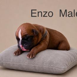 Enzo - Fawn male Boxer puppy in Abilene, Texas from L&L Euro Boxers and Small Town Shih Tzus