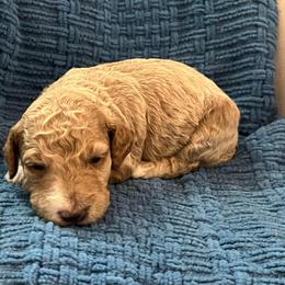 Paris - Red  female Goldendoodle puppy in New Waverly, Texas from C.P. Puppy Buddies