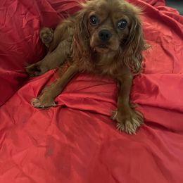 Scarlett - Cavalier King Charles Spaniel