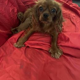 Scarlett - Cavalier King Charles Spaniel