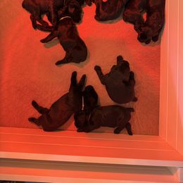 Girl 3 - Black Giant Schnauzer puppy in Oceanside, California from Silva Giant Schnauzers