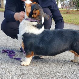 Beagle, Cardigan Welsh Corgi, and Pembroke Welsh Corgi All Grown Up from SM Corgis