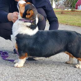 Beagle, Cardigan Welsh Corgi, and Pembroke Welsh Corgi All Grown Up from SM Corgis