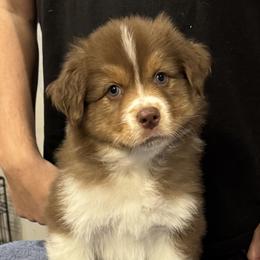 Apollo - Red tri-color male Australian Shepherd puppy in Jacksonville, Florida from Solace Australian Shepherds