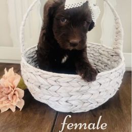 Labradoodle Puppies from Maple’s Doodles